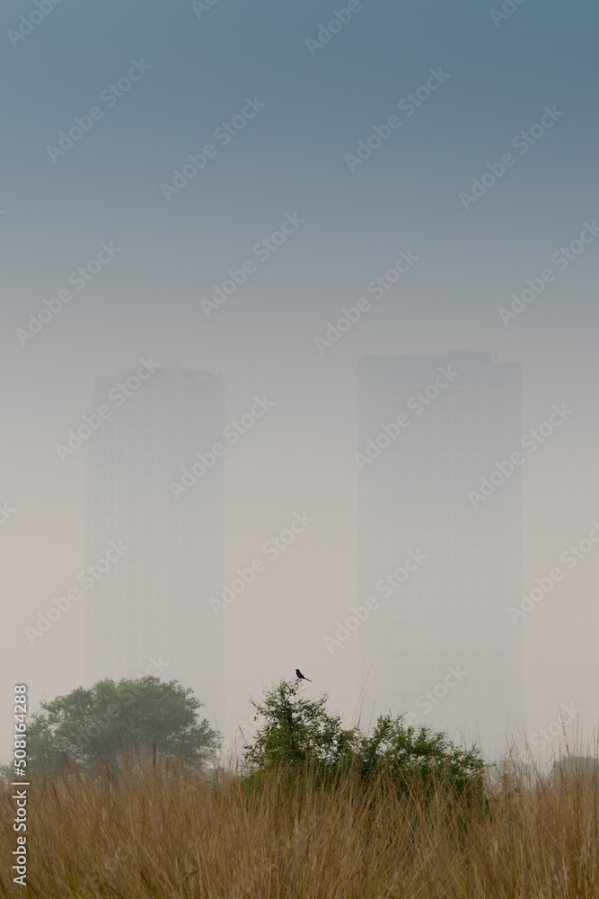 Winter morning - fog over a green agriculture field with highrise buildings in background