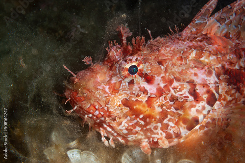 Primo piano di scorfano rosso, Scorpaena scrofa, tra la mucillaggine