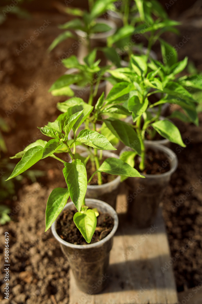 close-up of pepper seedlings in a greenhouse close-up of pepper seedlings in a greenhouse