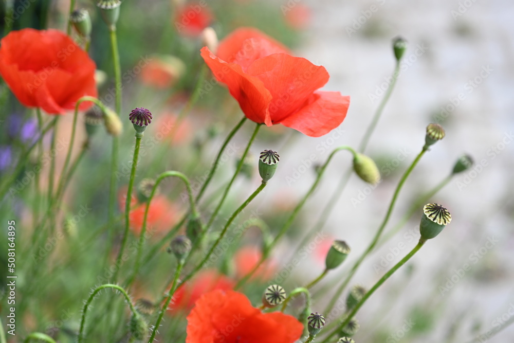 Red poppy flowers in a wild field. Poppies meadow
Red poppy flowers in a wild field. Poppies meadow