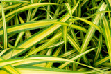 Close up above view of green and yellow leaves of Spider plant. for background and textured.