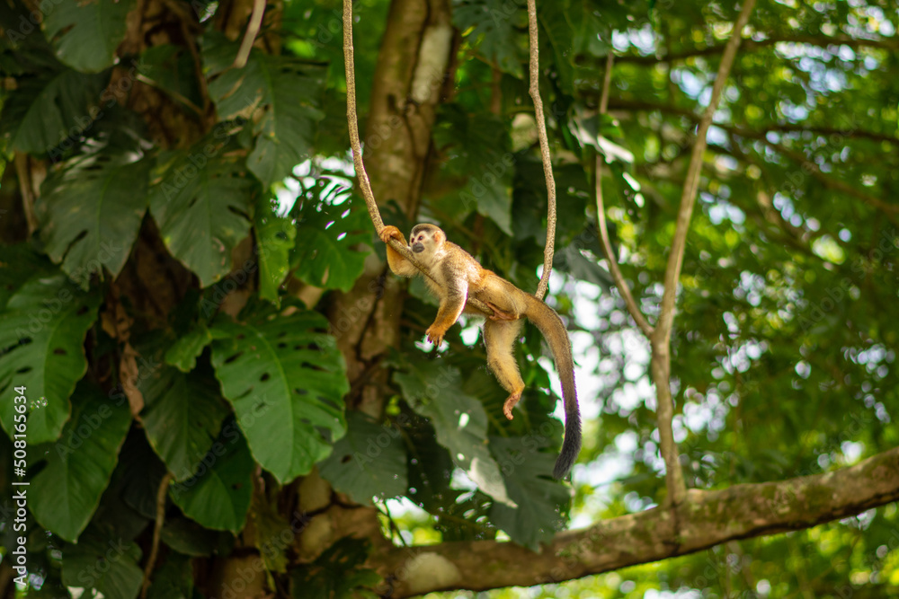 Squirrel Monkey in Costa Rica resting in the jungle