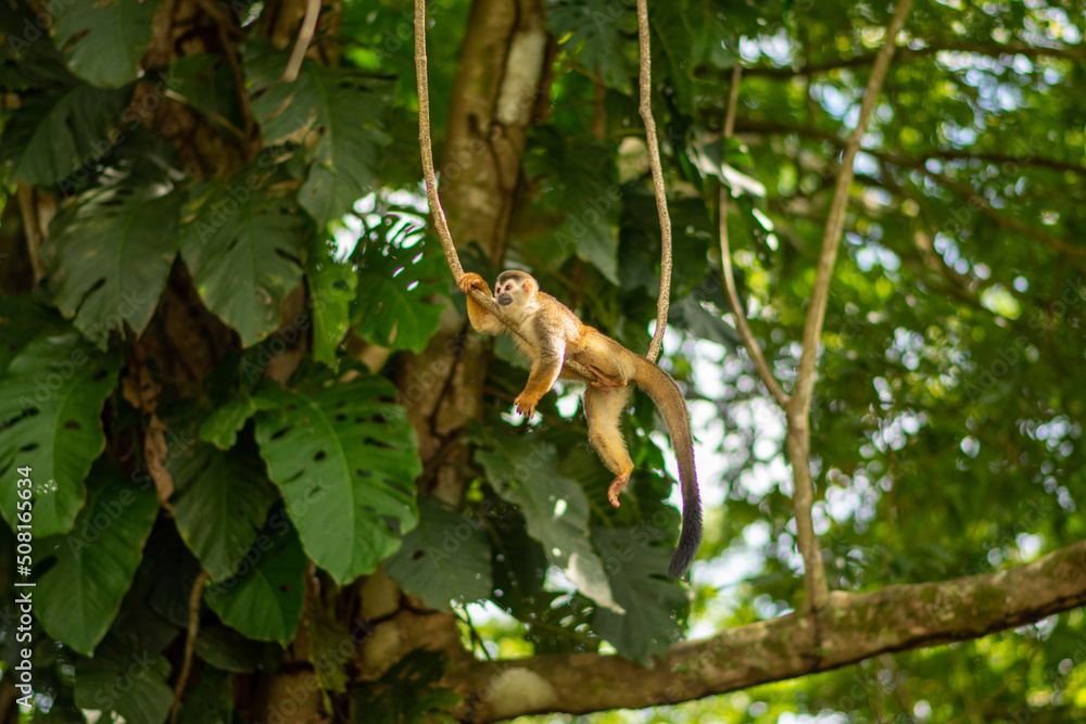 Squirrel Monkey in Costa Rica resting in the jungle Squirrel Monkey in Costa Rica resting in the jungle