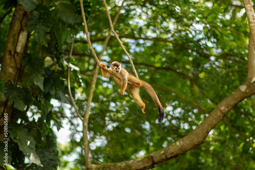 Squirrel Monkey in Costa Rica jumping in the jungle