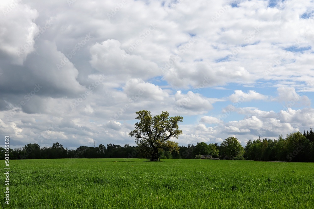 green field and blue sky green field and blue sky