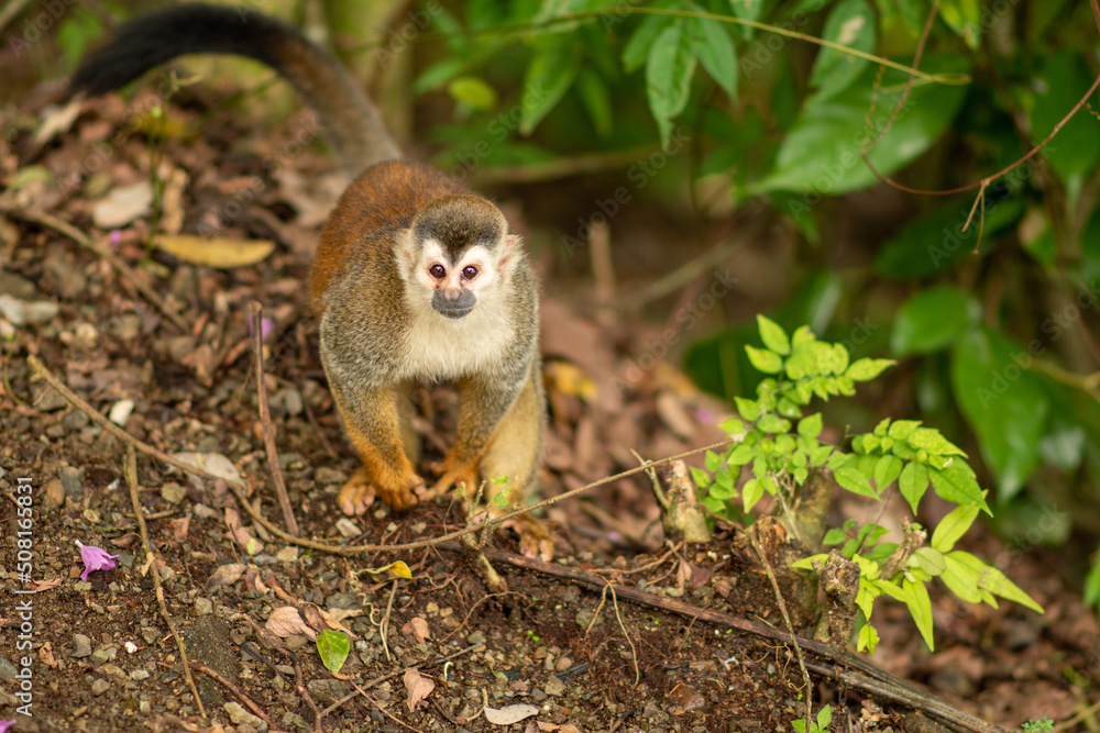 Squirrel Monkey in Costa Rica playing in the jungle Squirrel Monkey in Costa Rica playing in the jungle