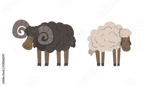 Konstfotografi Ram or Sheep as Hoofed Mammal with Horns and Farm Animal Vector Set
