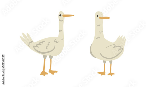 Goose as Waterfowl Bird Species and Farm Animal Vector Set