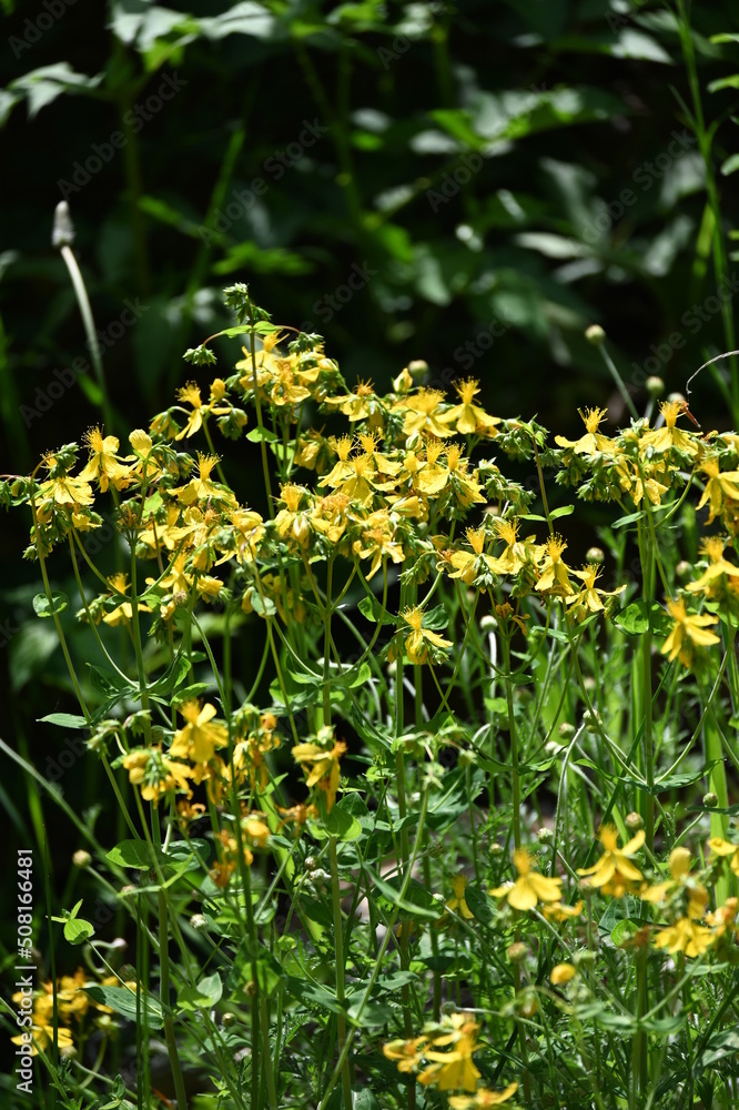 Hypericum perforatum, known as St. John's wort, is a flowering plant in the family Hypericaceae and the type species of the genus Hypericum Hypericum perforatum, known as St. John's wort, is a flowering plant in the family Hypericaceae and the type species of the genus Hypericum