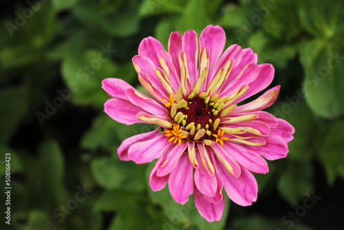 A flirtatious daisy is waiting for the summer rain