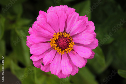 Beautiful pink chamomile resting in the shade of shit