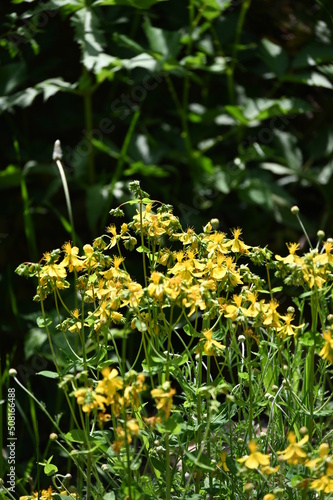 Hypericum perforatum, known as St. John's wort, is a flowering plant in the family Hypericaceae and the type species of the genus Hypericum