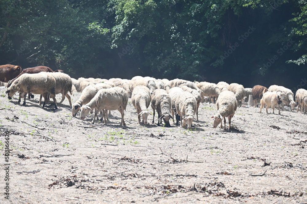 Obraz premium Sheeps in the forest