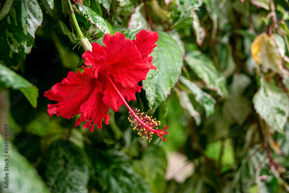 A red Hawaiian Hibiscus flower blooms brightly amid other lush greenery at the Centennial Park Conservatory in Toronto, Ontario. A red Hawaiian Hibiscus flower blooms brightly amid other lush greenery at the Centennial Park Conservatory in Toronto, Ontario.