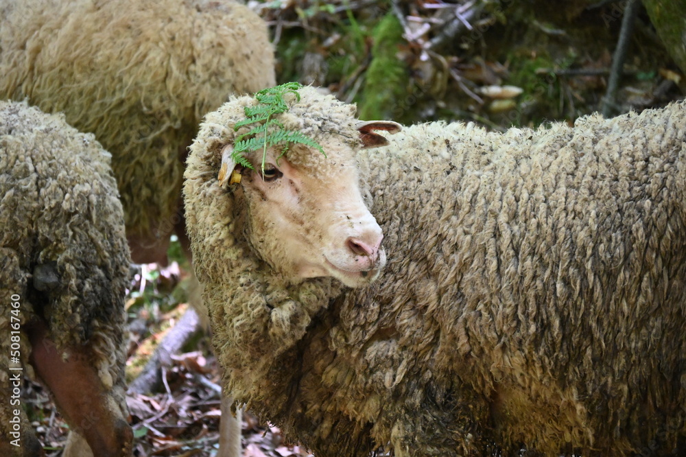 Shepps in the Turkey. Eid al-Adha, or the Feast of Sacrifice. sheep head leaf close-up Shepps in the Turkey. Eid al-Adha, or the Feast of Sacrifice. sheep head leaf close-up