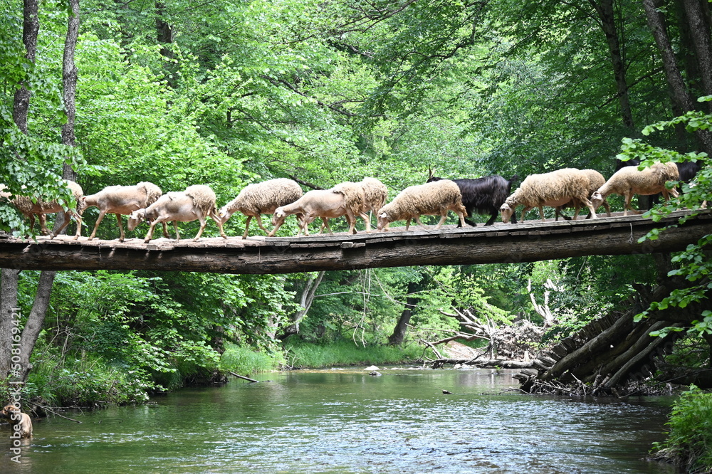 Obraz premium Sheeps crossing the wooden bridge