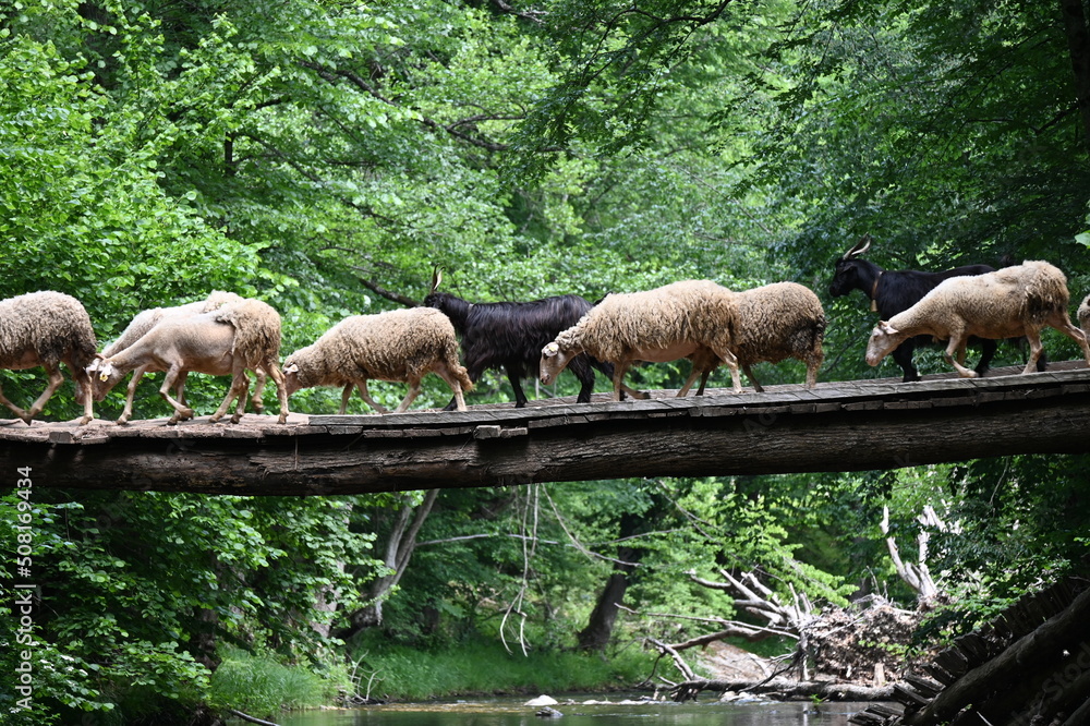 Sheeps crossing the wooden bridge Sheeps crossing the wooden bridge
