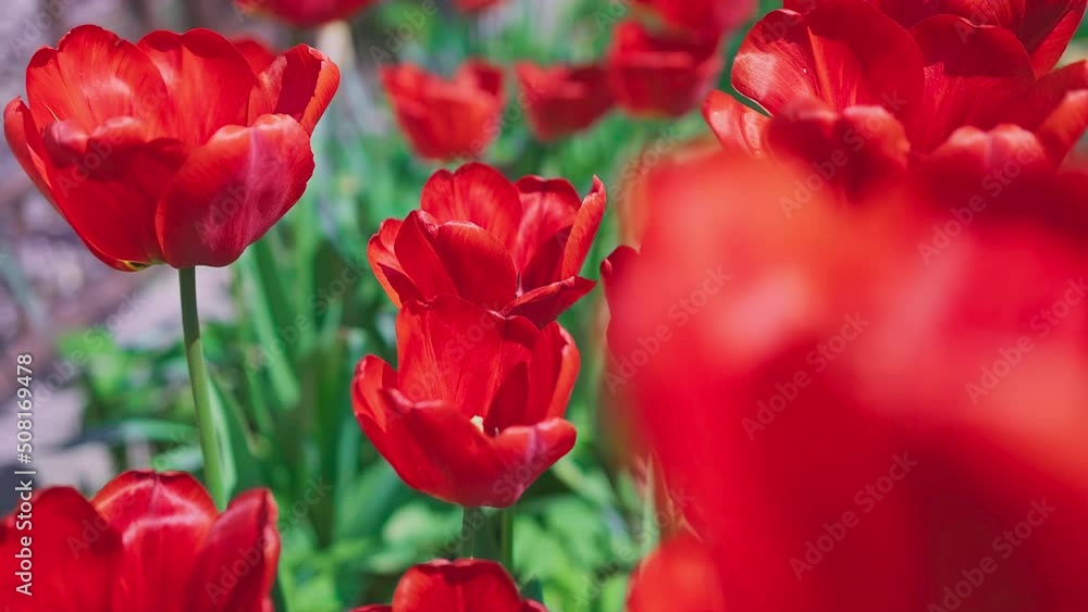 Flowerbed of Red Tulips in the wind in Sunny summer weather. Flowerbed of Red Tulips in the wind in Sunny summer weather.