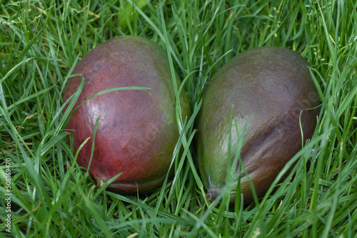 Two mangoes in the grass - Concept for benefits of mango