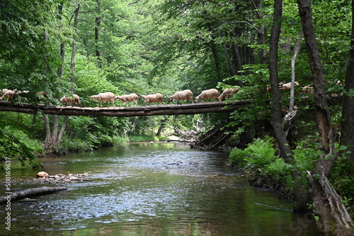 Sheeps crossing the wooden bridge