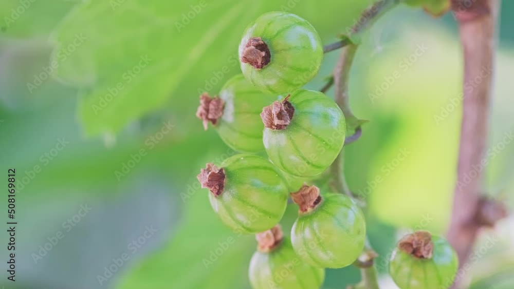 Super macro of fresh currant green berries in the garden. Super macro of fresh currant green berries in the garden.