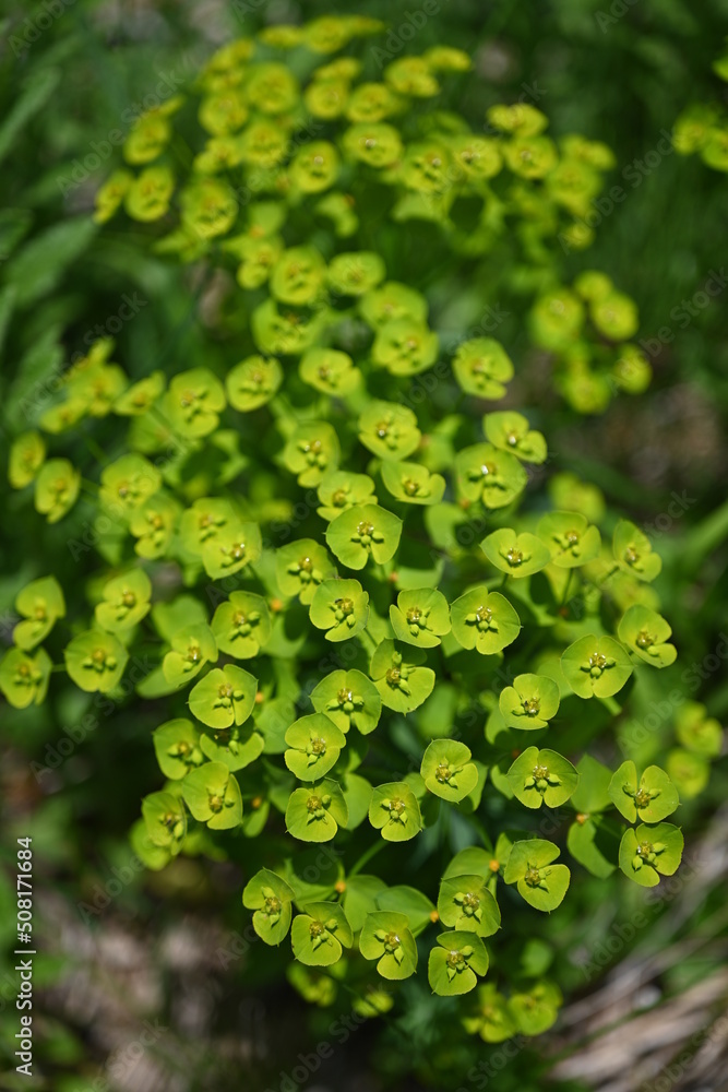Euphorbia seguieriana plant Euphorbia seguieriana plant