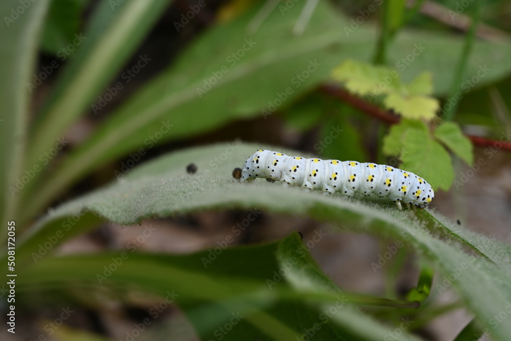 Caterpillar on a branch