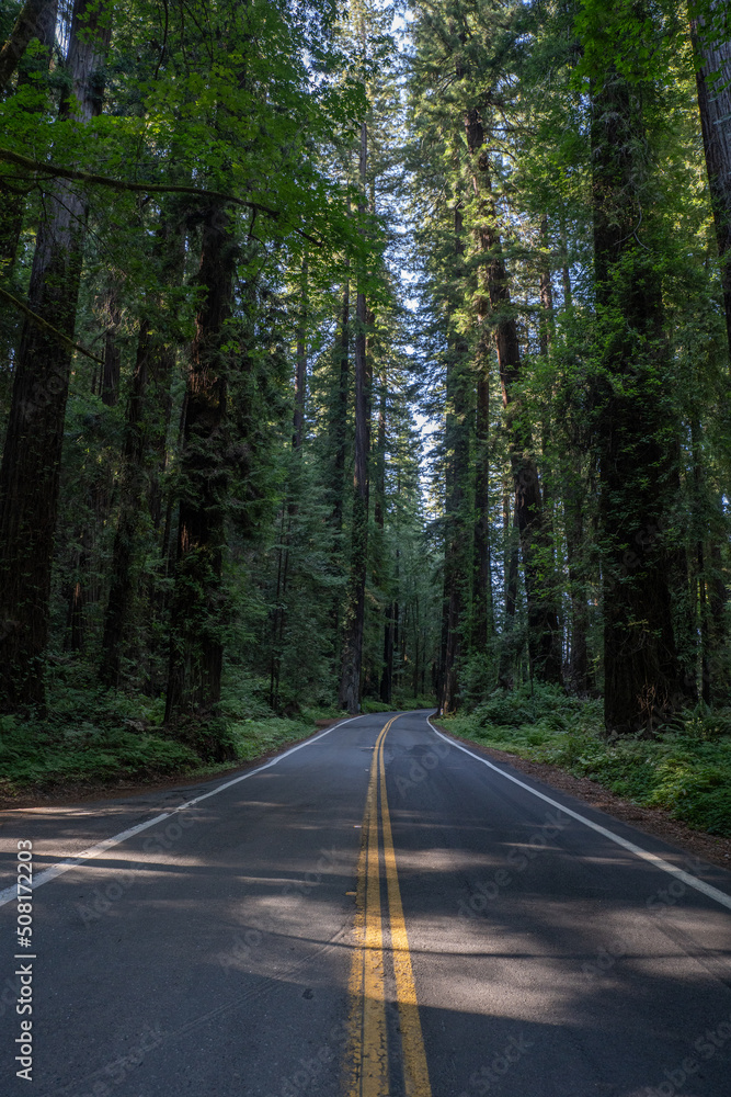Fototapeta premium Avenue of the Giants wide angle view