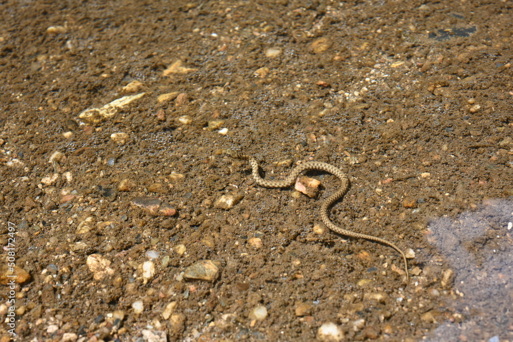 Close up water snake Close up water snake