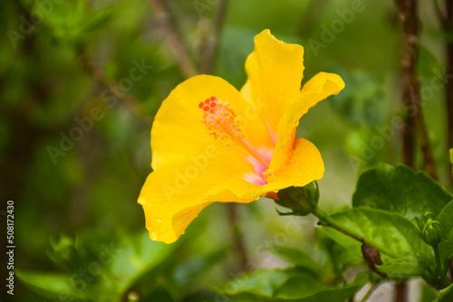 Beautifully blooming yellow hibiscus flowers and background bokeh lights