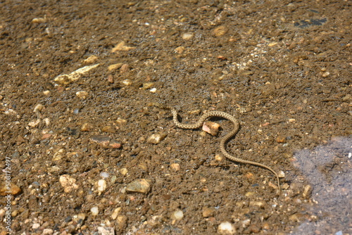 Close up water snake