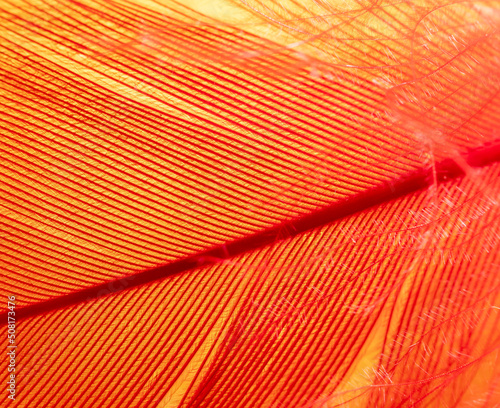 Red feather on a yellow background.