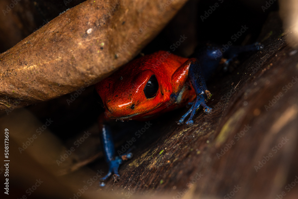Obraz premium Blue jeans costa rica frog oophaga pumillio