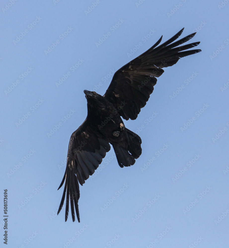 Obraz premium Black raven in flight against the sky