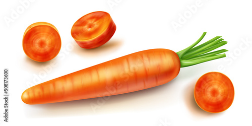 Carrot vector isolated illustration. Orange sliced vegetable with green leaves and shadow in realistic style on white background