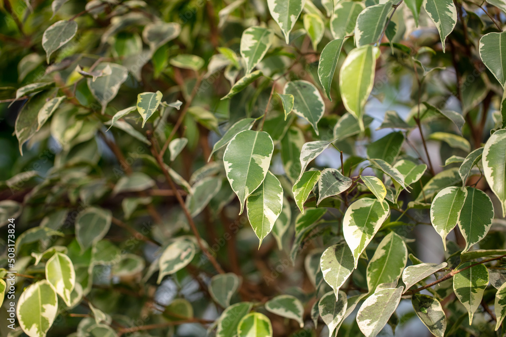 Green leaves on an ornamental tree on a plant. Green leaves on an ornamental tree on a plant.