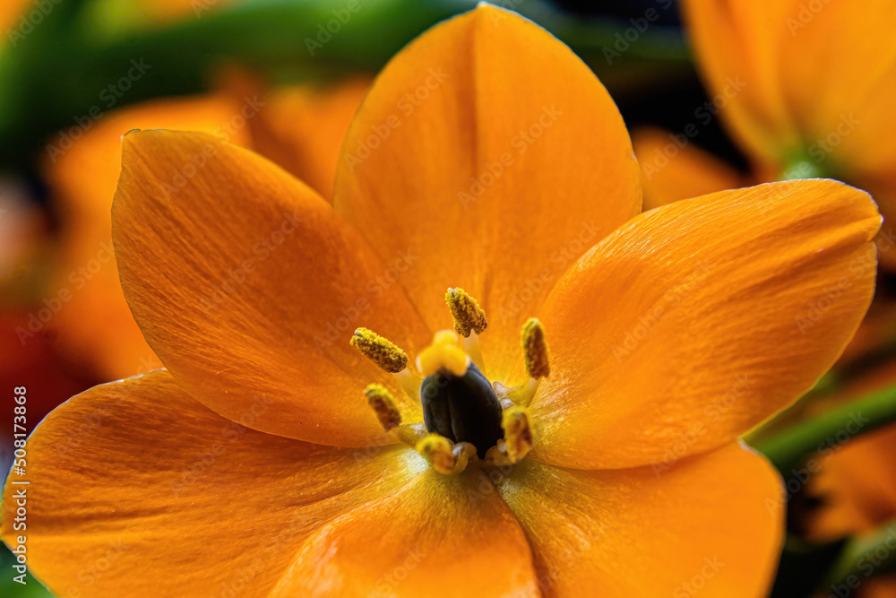 Ornithogalum Dubium Sun Star Plan Looks Upward Ornithogalum Dubium Sun Star Plan Looks Upward