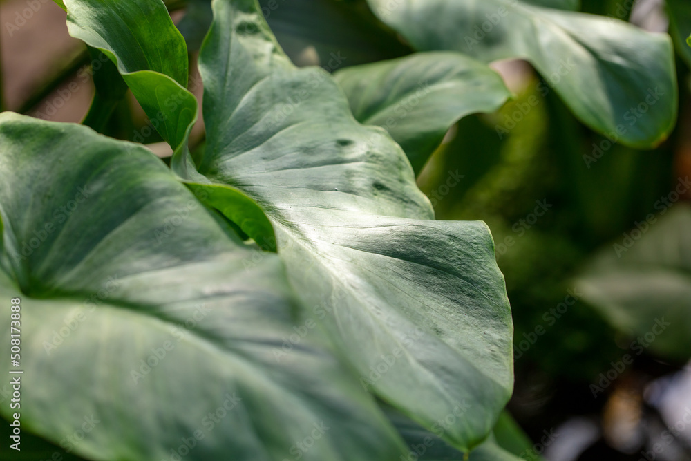 Obraz premium Green leaves on an ornamental plant. Nature