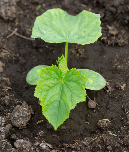Young seedling of cucumber in the ground.