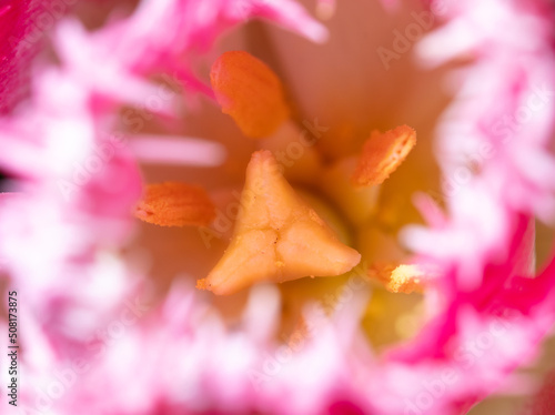 Yellow pistil in a pink tulip.