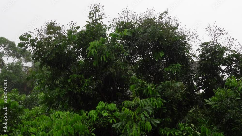 Rain is falling on green trees. Rain falling on longan fruit trees. The scenery of a rainy day. Raindrops are falling on the leaves of the trees. 4k video. Rain is falling on green trees. Rain falling on longan fruit trees. The scenery of a rainy day. Raindrops are falling on the leaves of the trees. 4k video.