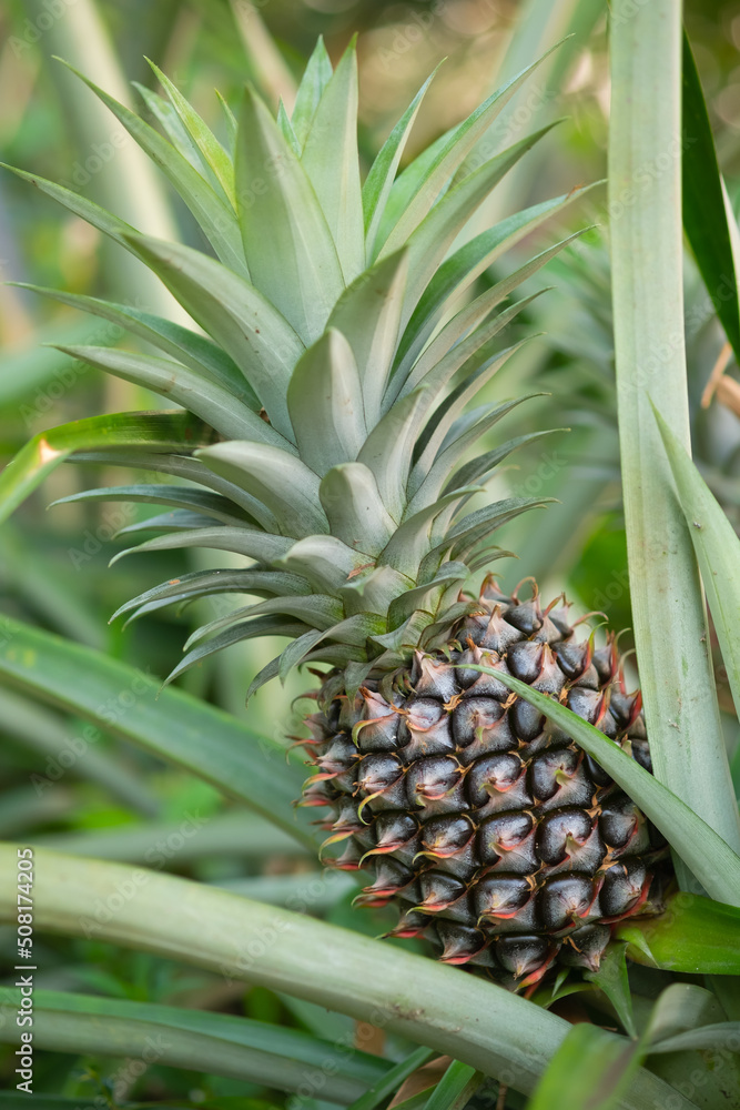 pine apple pine apple