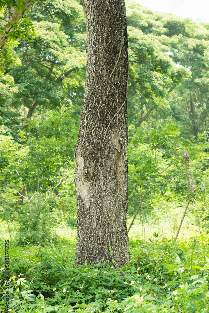 natural sence with tree,trunk natural sence with tree,trunk