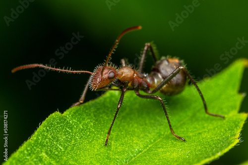 close up macro assasing bug © Andres