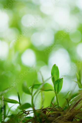 Choose the focus point on the leaf The leaves are fresh green with copy space.light green