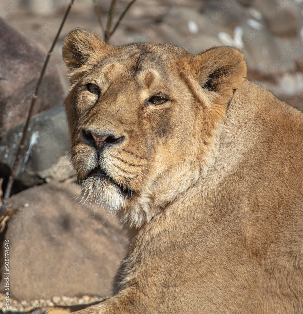 Portrait of a lioness in the zoo. Portrait of a lioness in the zoo.