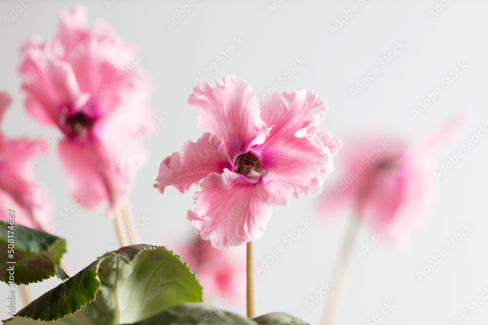 Pink indoor flower on a white background. Pink indoor flower on a white background.