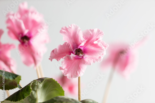 Pink indoor flower on a white background. © schankz
