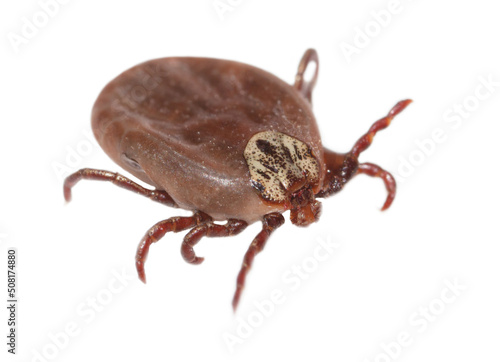 The tick is isolated on a white background. photo