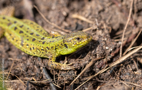 Green lizard on the ground in spring.